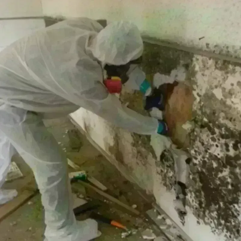 Mold Remediation and Removal in Springfield, PA